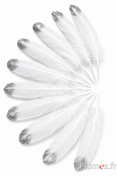 Gans zilveren punt - 15-21 cm - wit